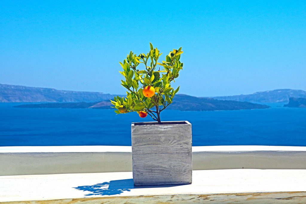 Orange tree in Santorini