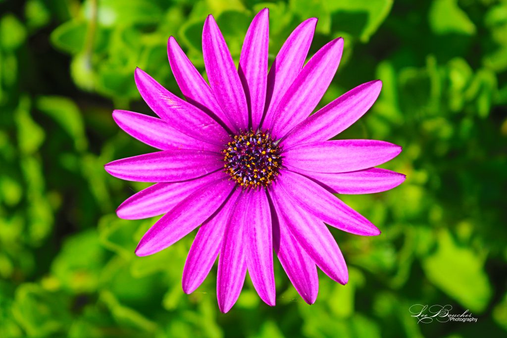 Purple flower